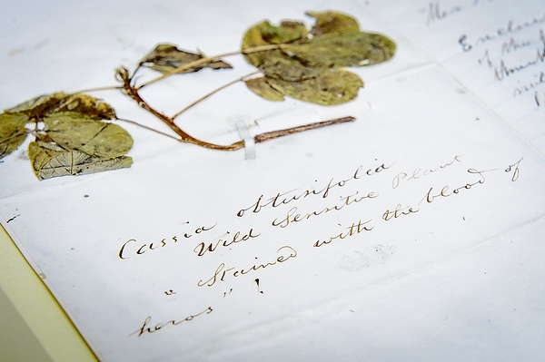 historic herbarium specimen