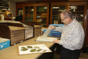 Mark Wetter sits at a desk with pressed herbarium specimens