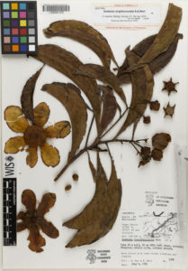herbarium specimen