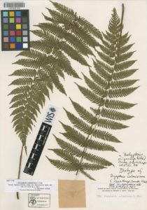 Click here to take a virtual tour of the typical herbarium specimen.