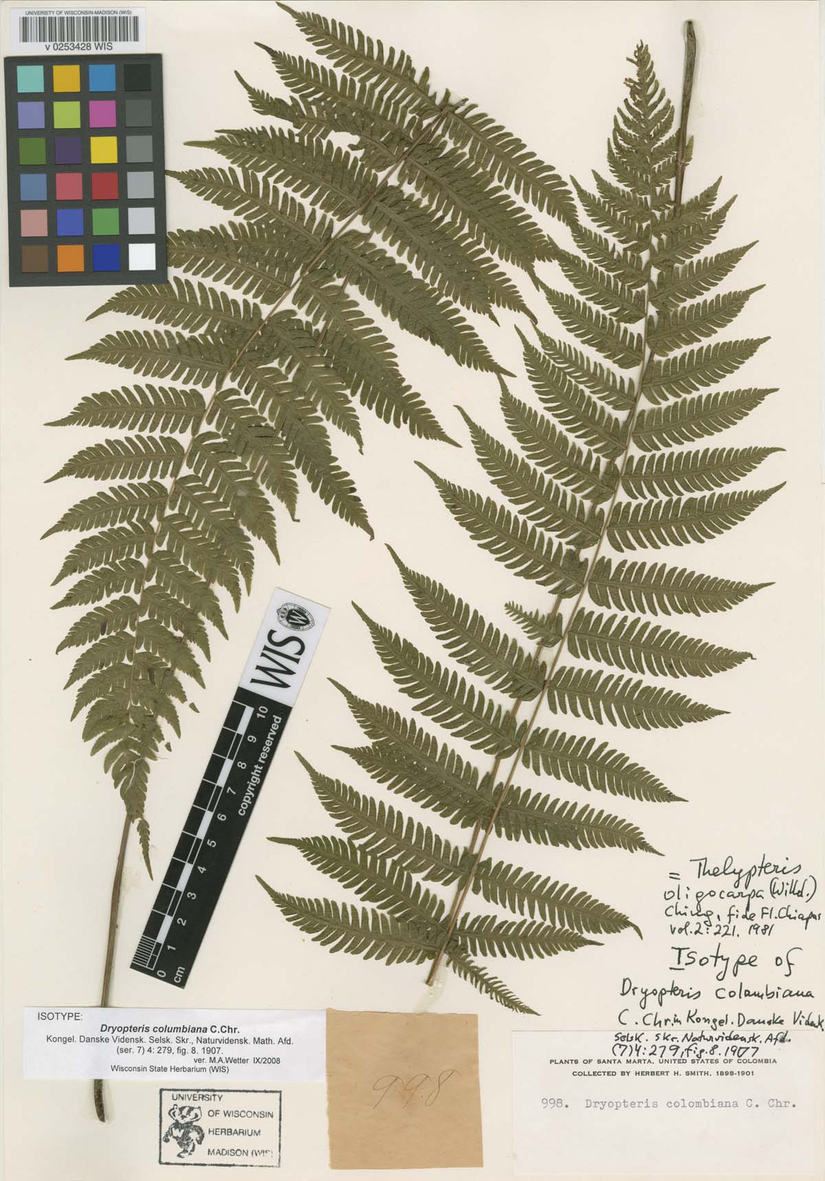 herbarium specimen of a fern
