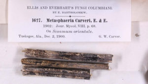 fungal sample specimens