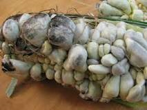 corn smut